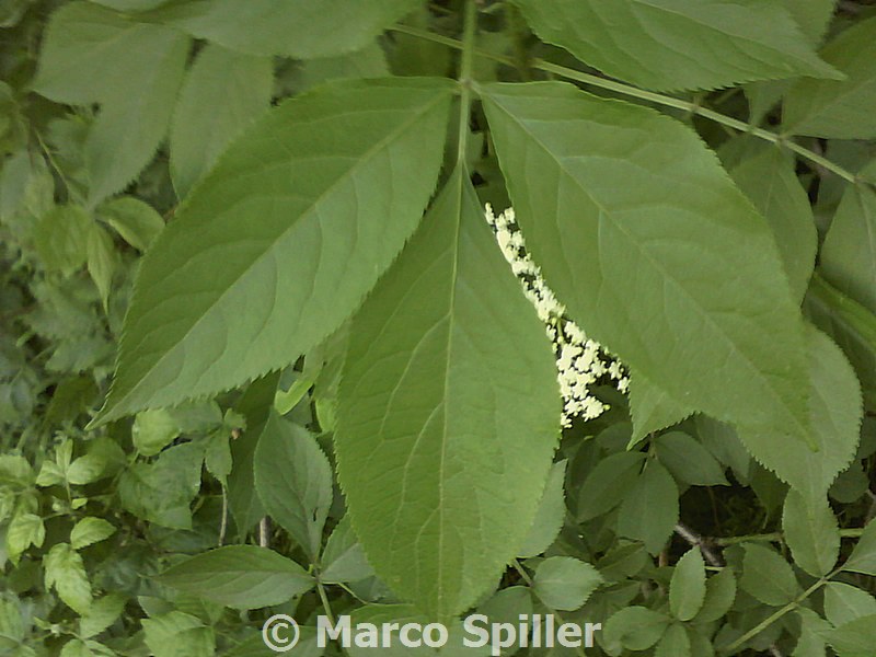 Sambucus nigra / Sambuco comune